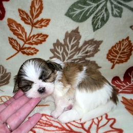 Girl 2 - Brindle and white female Shih Tzu puppy in Bishop, California from Shih Tzu G-ma