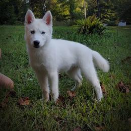 Siberian Husky Puppies from Little Handsome Siberians