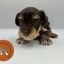 Lightning - Liver female Miniature Schnauzer puppy in Phoenix, Arizona from Sabrina's Miniature Schnauzers
