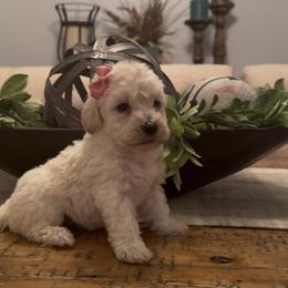 MMs 1800 Valentines Special - Fawn and white female Sheepadoodle puppy in Cartersville, Georgia from Simply Blessed Doodles
