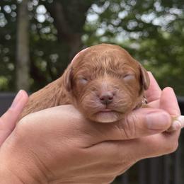 Feta - Red female Cavapoo puppy in Avon, Indiana from Puppylove for Doodles