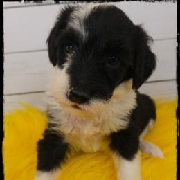 Pepperoni - Black and white female Sheepadoodle puppy in Farley, Iowa from Iowa's Doodle Co.