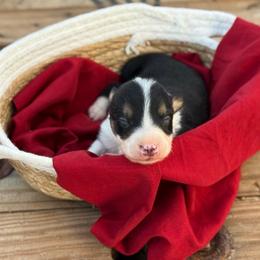 Menace - Tri-color male Border Collie puppy in Midland, Texas from High Velocity Stockdogs