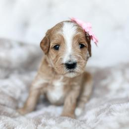 Butterfly - Apricot female Goldendoodle puppy in Sterling, Illinois from Charley's Goldendoodles