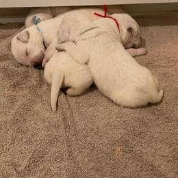 Boy 1 - Yellow Labrador Retriever puppy in Hutto, Texas from Texas Bluebonnet Labs