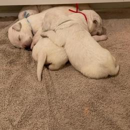 Boy 1 - Yellow Labrador Retriever puppy in Hutto, Texas from Texas Bluebonnet Labs
