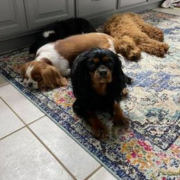 Cavalier King Charles Spaniels and Cavapoos from Okie Cavaliers & Goldens