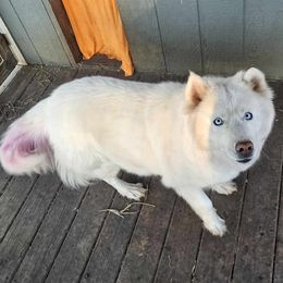 Siberian Husky puppies from April's Huskies