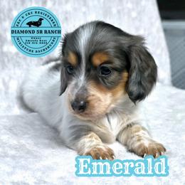 EMERALD - Dapple male Dachshund puppy in Columbia, Louisiana from Diamond 5R Ranch AKC & CKC Miniature Dachshunds