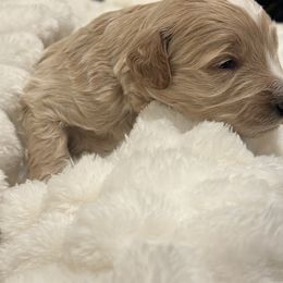 Biscuit - Cream male Goldendoodle puppy in Palmetto Bay, Florida from Simply Pawfect Doodles
