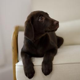 KitKat - Chocolate female Labrador Retriever puppy in Allons, Tennessee from UC Labradors LLC