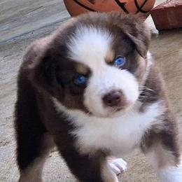 Australian Shepherds from Coffee Creek Aussies