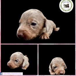 Isabella and Tan Dapple Female - Fawn (isabella) and tan female Dachshund puppy in Tecumseh, Oklahoma from Little Bitty Dachshunds