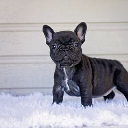 Millie - Brindle female French Bulldog puppy in Dalton Gardens, Idaho from North Idaho Frenchies