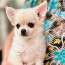 Larry - Cream male Chihuahua puppy in Allentown, Pennsylvania from Tsunami Cockers & Chihuahuas