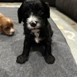 Waylon - Black male Cavapoo puppy in Thorndale, Texas from Hattie’s Texas Cavapoos