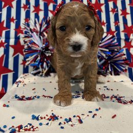 "Tamale!" Australian Labradoodle, Cavachon, and Cavapoo Puppies from Bark & Bramble