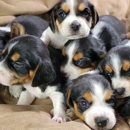 Australian Cattle Dogs and Beagles from McMillan Family Kennels