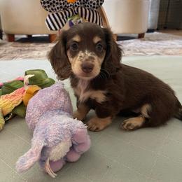 Juliet - Dapple female Dachshund puppy in Fort Gibson, Oklahoma from Cooper’s Dachshunds