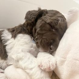 Poodle Puppies from Apricity Poodles