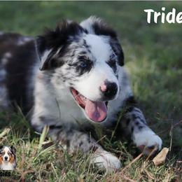 Trident - Blue merle male Miniature Australian Shepherd puppy in Garden Plain, Kansas from Krazy K Aussies
