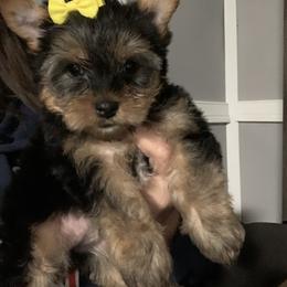 Girl pink 1500 - Black and tan female Yorkshire Terrier puppy in Douglas, Georgia from Southern Georgia Yorkies and biewers