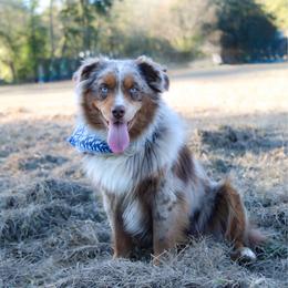 Frankie - Miniature Australian Shepherd