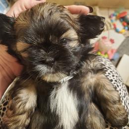 Shih Tzu Puppies from Trinity Shihtzu's So Calif