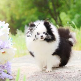 Willow - Pomeranian