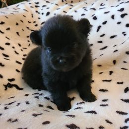 Pomeranians from Georgia Poms