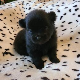 Pomeranians from Georgia Poms