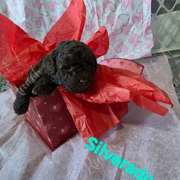 Silverado - Brown and white male Aussiedoodle puppy in Loveland, Colorado from A&L Ranch Aussiedoodles