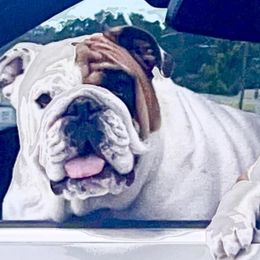Bulldogs and French Bulldogs from Rathbone Bulldogs