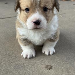 Kipp - Red male Pembroke Welsh Corgi puppy in Brashear, Texas from Sherwood Acres Pembrokes