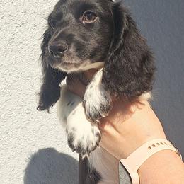 3200..AKC , Tucker - Piebald male Dachshund puppy in Winter Haven, Florida from Gateway 2 Little Paws
