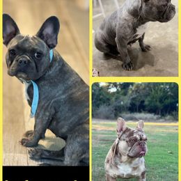 French Bulldog puppies from Dixie Chic Frenchies