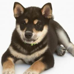 Teddy - Black and tan male Shiba Inu puppy in Elizabeth, New Jersey from Shiba Inu Loving Care