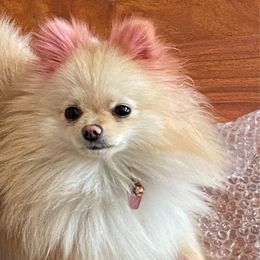 Ivy - Pomeranian