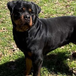 Reina - Rottweiler
