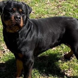 Reina - Rottweiler