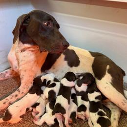 Loyalty - female German Shorthaired Pointer puppy in Six Mile, South Carolina from The Proper Pointer Co.