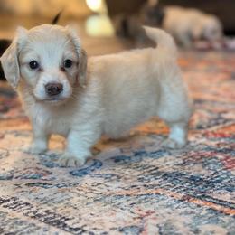 Willie - Cream male Dachshund puppy in Hornbeck, Louisiana from A&Z Mini Dachshunds