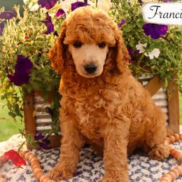 Francis - Red  male Poodle puppy in Utica, Ohio from Crystal Rose Canines