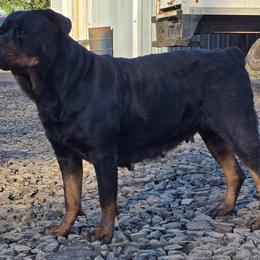 Synuhmin - Rottweiler