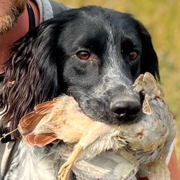 Blue - Blue roan male English Cocker Spaniel puppy in Millen, Georgia from Pine Hill Kennels