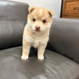 Eleanor - Merle female Pomsky puppy in Doon, Iowa from Luxury Pomsky