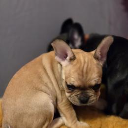 Debbie - White and fawn female French Bulldog puppy in Capitol Heights, Maryland from Heritage Bully Co.
