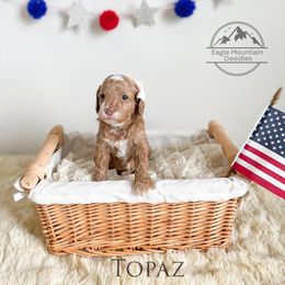 Goldendoodle Puppies from Eagle Mountain Doodles
