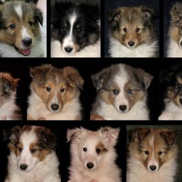 Shetland Sheepdog Puppies from Ashton