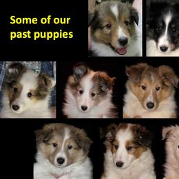 Shetland Sheepdog Puppies from Ashton